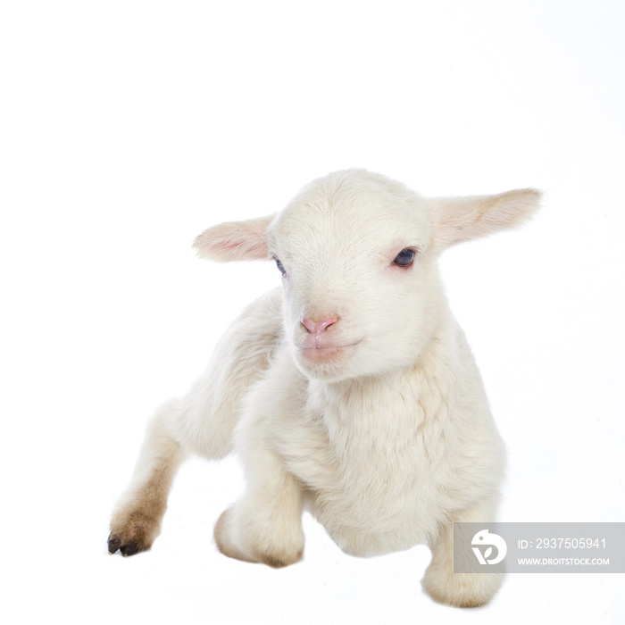 White baby lamb