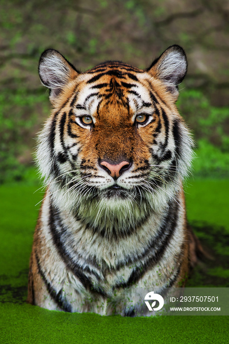 泰国动物园的近距离老虎