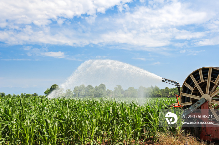 Water sprinkler installation in a field of corn.