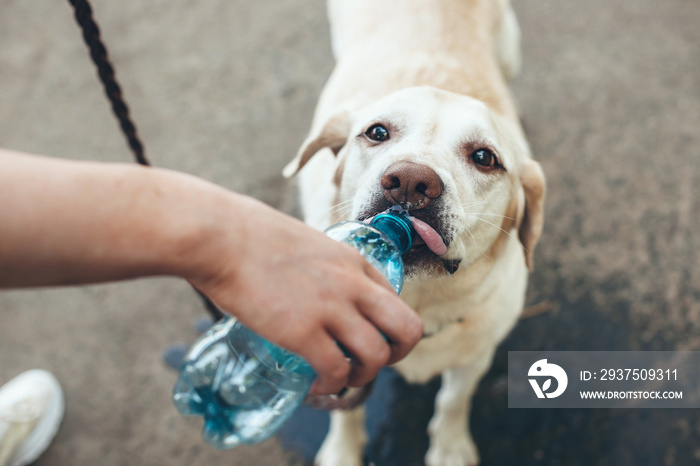 一只高加索寻回犬在外面散步时喝瓶子里的水的俯视图