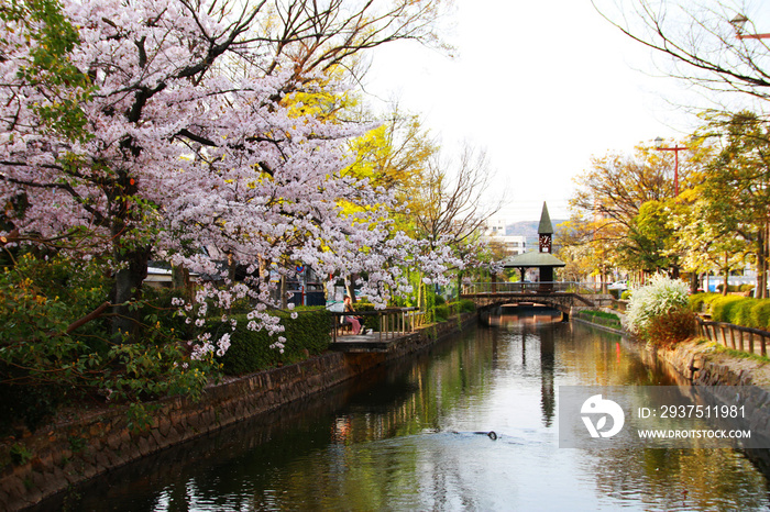 岡山後楽園 桜