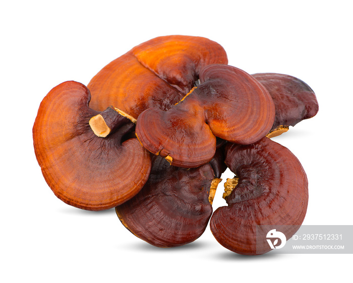 Ganoderma Lucidum Mushroom isolated on white background