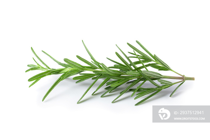 Fresh rosemary isolated on a white background.