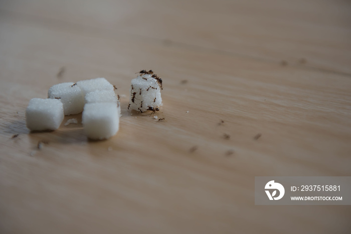 closeup sugar and ant on wooden table .