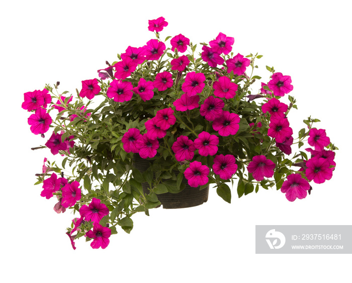 Petunia isolated on white background