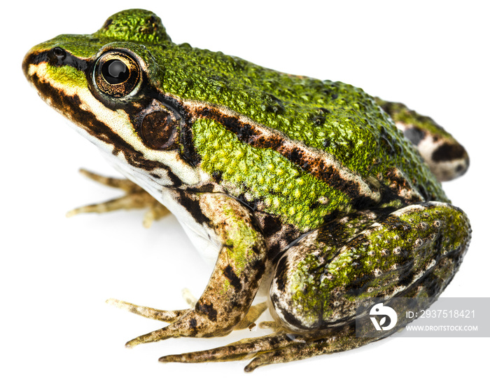 欧洲普通绿蛙