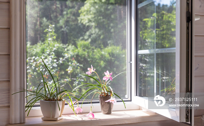 White window with mosquito net in a rustic wooden house overlooking the garden. Houseplants and a wa