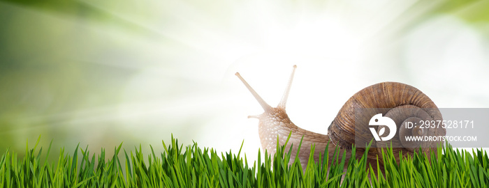 image of a snail on the grass in the park closeup