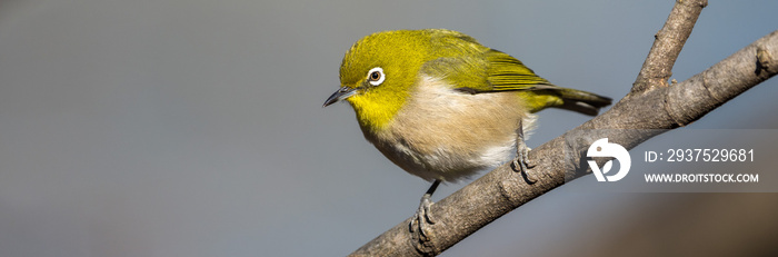 盘旋的白眼或日本白眼鸟栖息在灰色树枝上的横幅图像