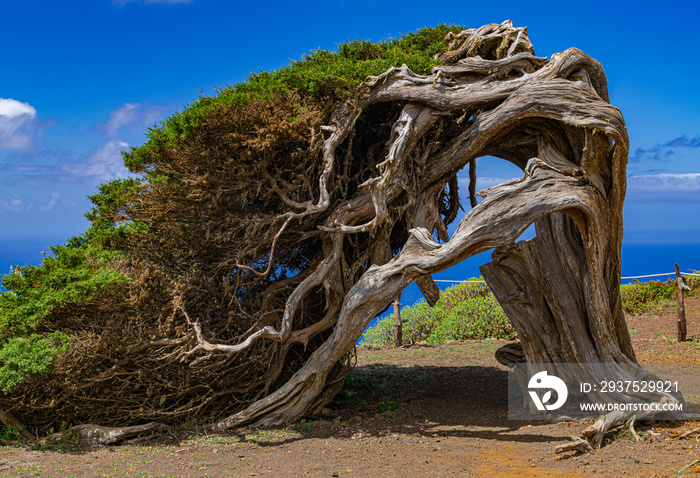 Phoenicean juniper (Juniperus phoenicea canariensis), with blue sky and some clouds background,  El 