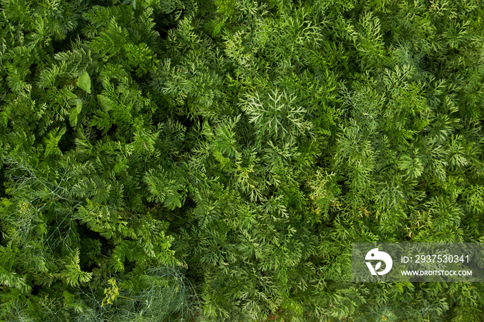 Growing carrot leaves texture, close-up