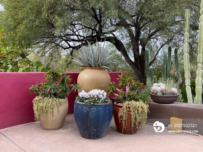 亚利桑那州凤凰城的沙漠花园，有五颜六色的花盆