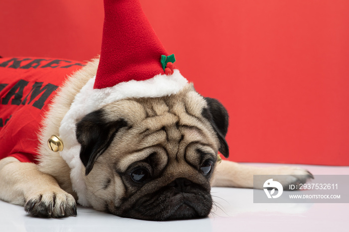 Bored Adorable Pug wearing santa hat and chrisymas costume in feeling so sad christmas day alone on 