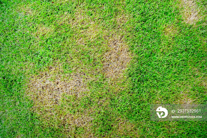 Grass texture, grass background. patchy grass, lawn in bad condition and need maintaining, Pests and