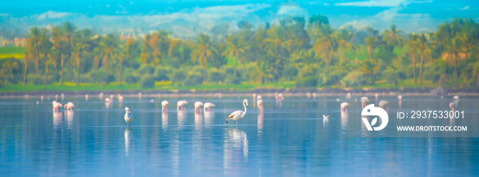 一群鸟粉红色的火烈鸟沿着蓝色海岸行走。浪漫的概念，温柔的爱情背景。