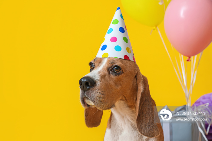 可爱的小狗戴着彩色背景的生日帽