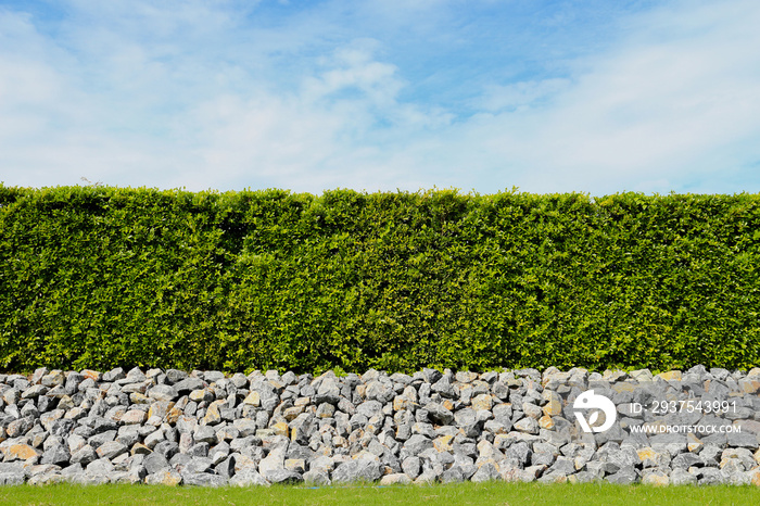 beautiful tree fence,green field and stone with blue sky and clo