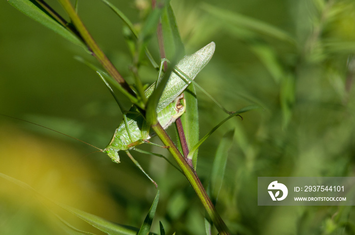 叉尾布什Katydid