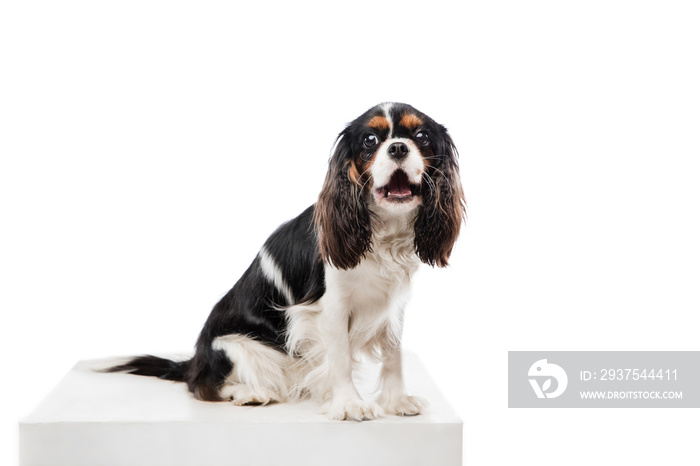 在白色背景下隔离的可爱的查尔斯国王猎犬的肖像。