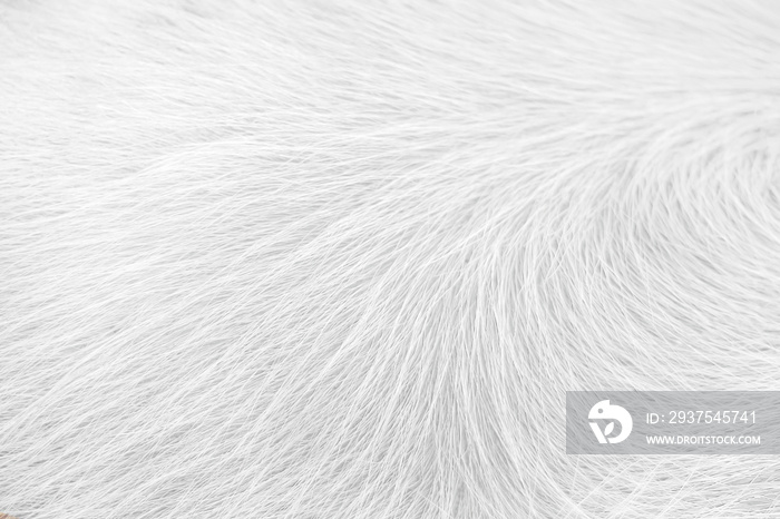 White clean horse fur texture nature for soft smooth background