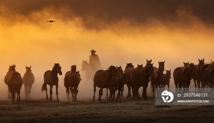 Wild horses leads by a cowboy at sunset with dust in background.