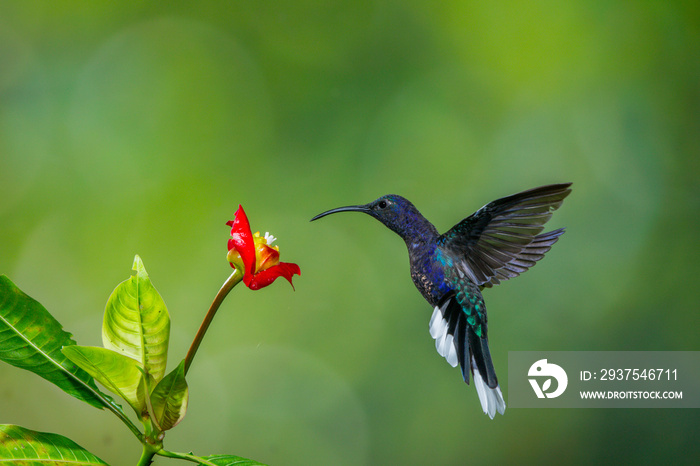 colibrì hummingbirds Costa Rica