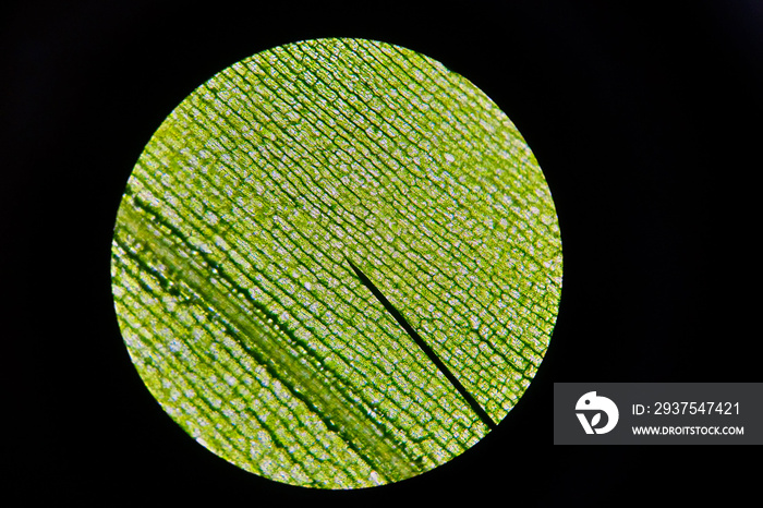 Detailed view of the leaves of waterweed as seen through a microscope. Biology experiment.