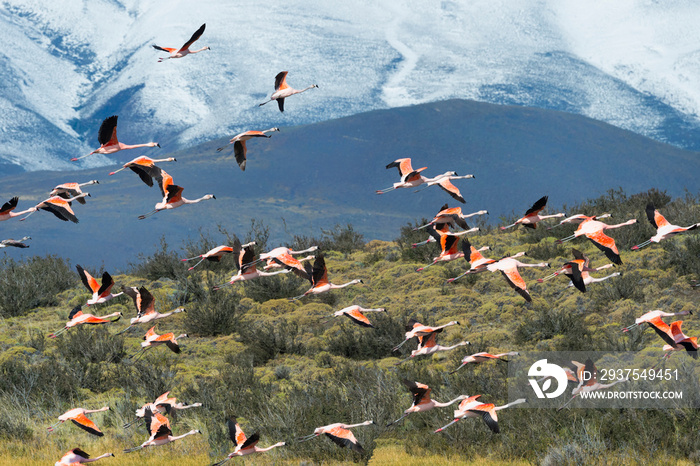 智利火烈鸟起飞（Phoenicopterus chillensis），Torres del Paine国家公园，智利帕特