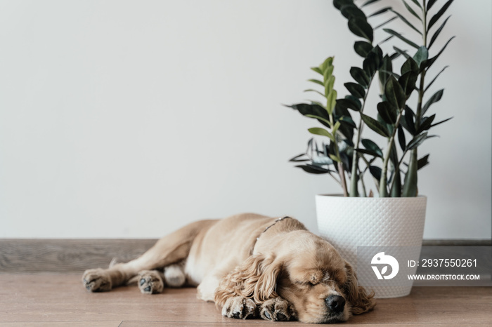 American cocker spaniel sleeping on the floor near a flower. High-quality photo