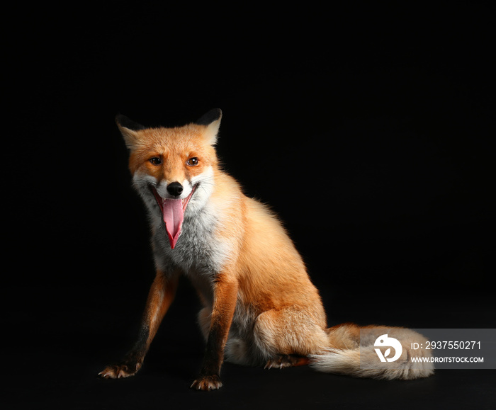 Cute funny fox on dark background