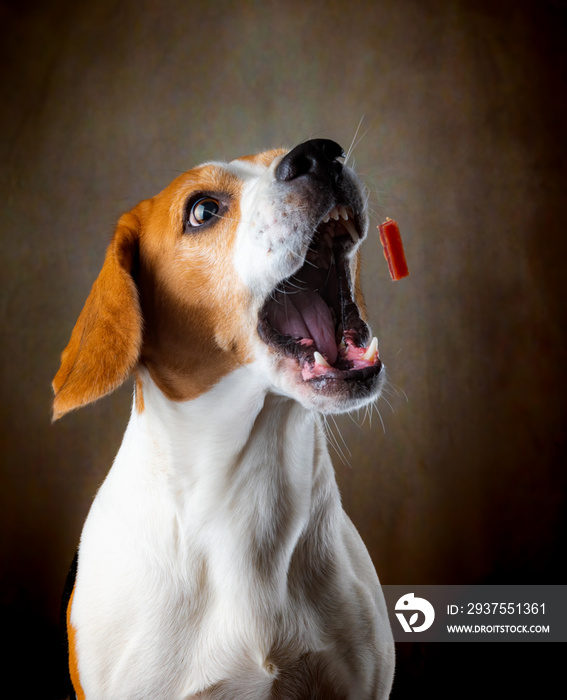 Tricolor Beagle dog waiting and catching a treat in studio, against dark background. Canine theme