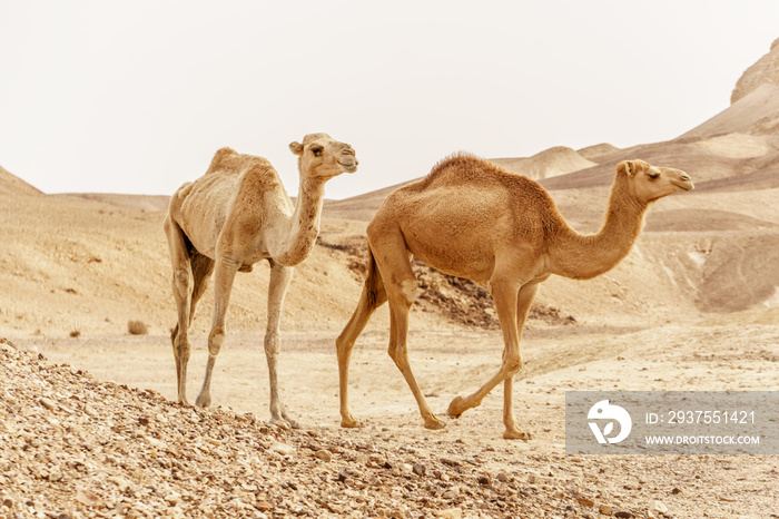 Group of dromedary camels walking in wild desert heat nature.