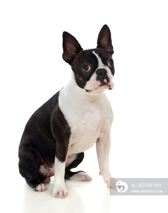 Portrait in Studio of a cute boston terrier