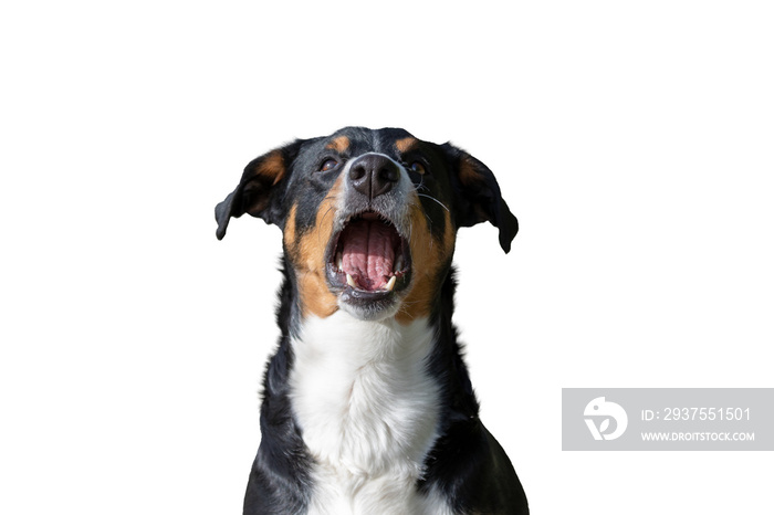Portrait of appenzeller mountain Dog opened mouth surprised on Isolated white Background, front view