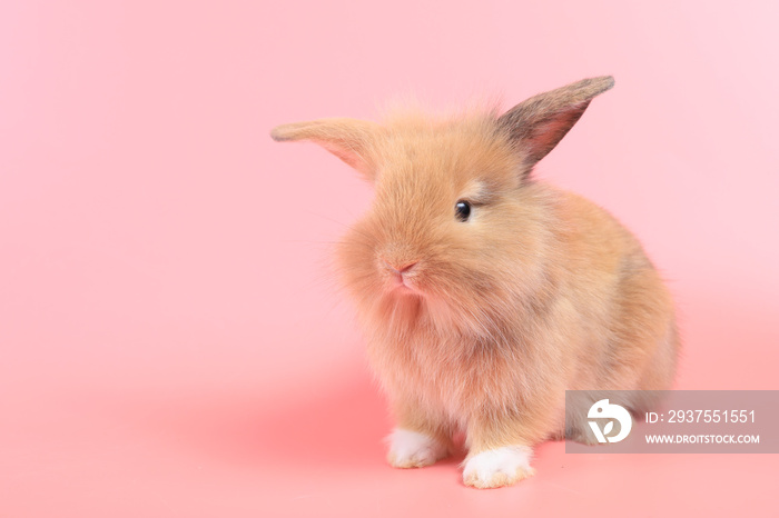 粉色背景下可爱的棕色小兔子。粉色背景下毛茸茸的可爱兔子。1个月大。可爱