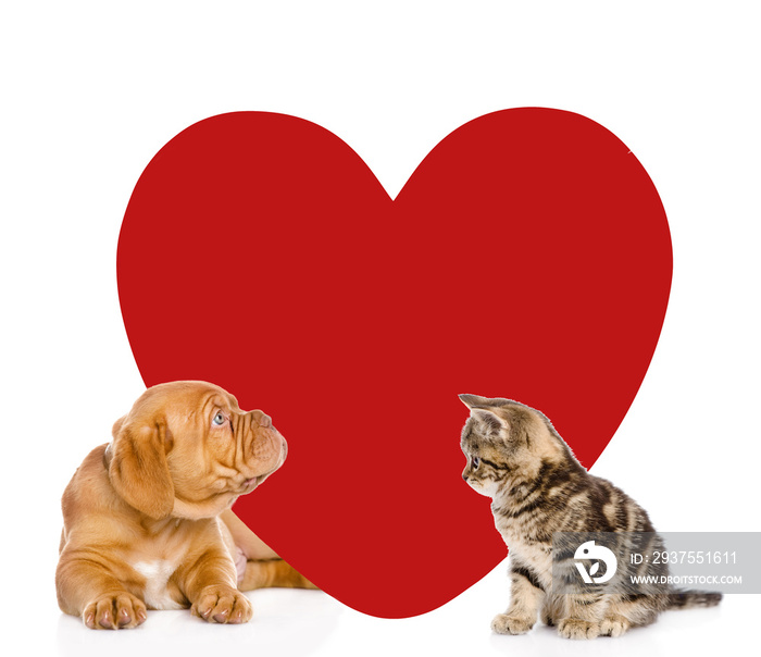 Cat and dog with big red heart. isolated on white background