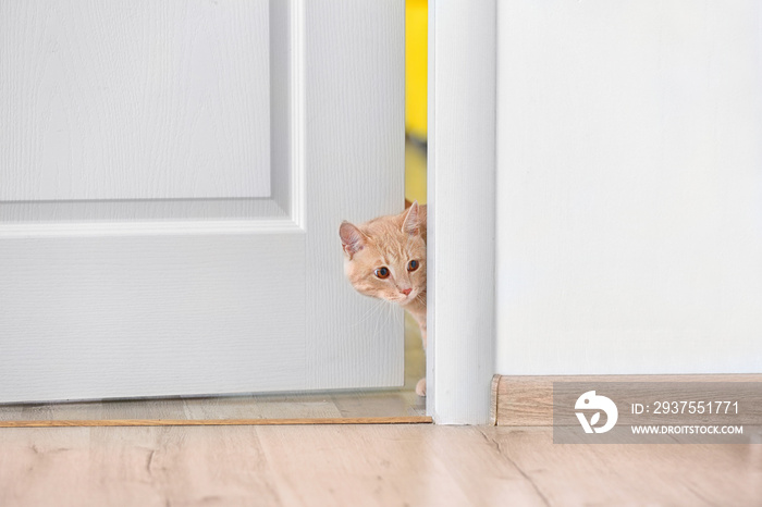 好奇的猫进入房间