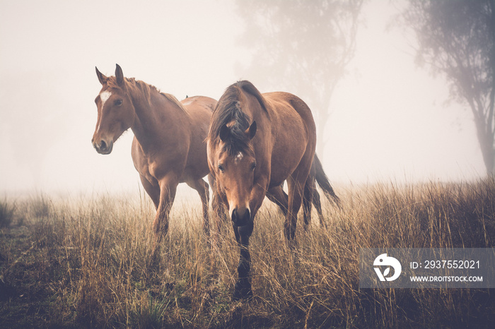 horses in the field