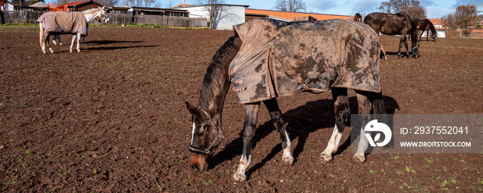 Panorama Pferd mit Pferdedecke gegen die Kälte