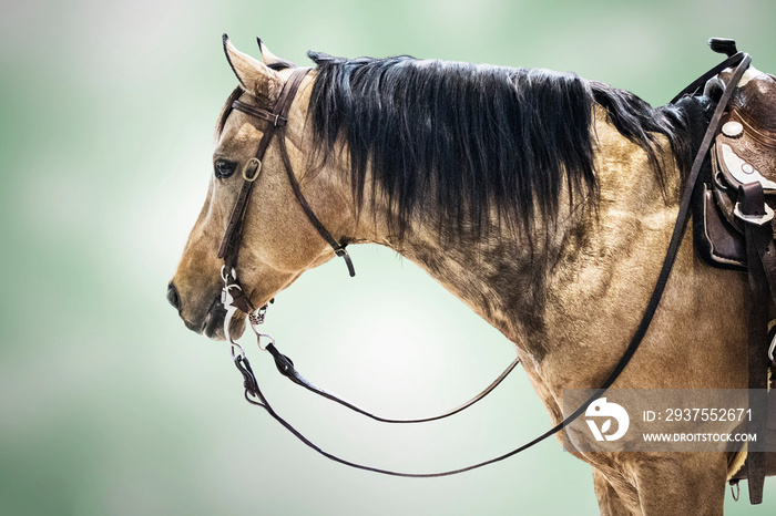 Horse wildlife , Animal portrait  ,speed competition