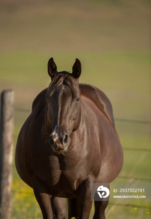 怀孕的母马非常胖的四分之一母马深棕色，Snip即将生下肚子
