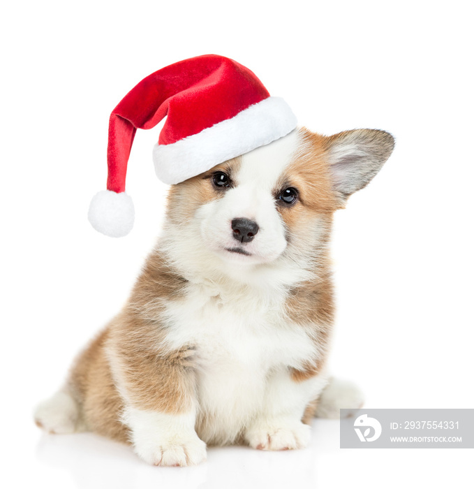可爱的彭布罗克威尔士柯基犬，戴着红色圣诞帽，坐在那里看着镜头。被隔离在wh上