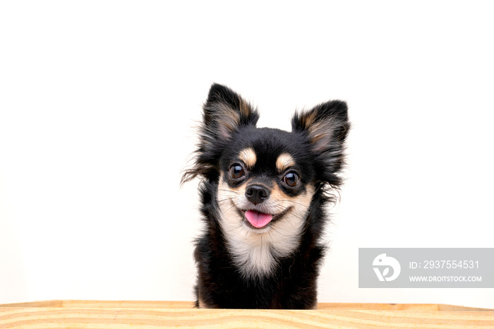 bright color hair chihuahua dog sit relax studio shot on white background