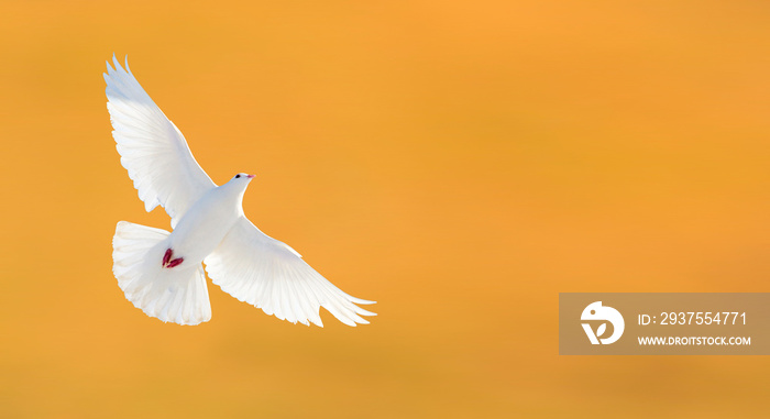 white dove flying on a yellow background