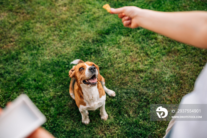 小猎犬在等食物。女人把狗粮给了她的小猎犬。