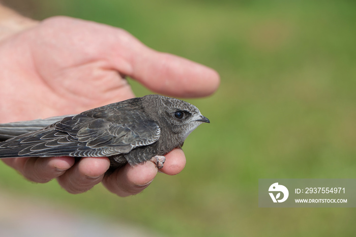 The man hand holds the swifts found in order to let go, close up. Newborn swift in human arms . Care