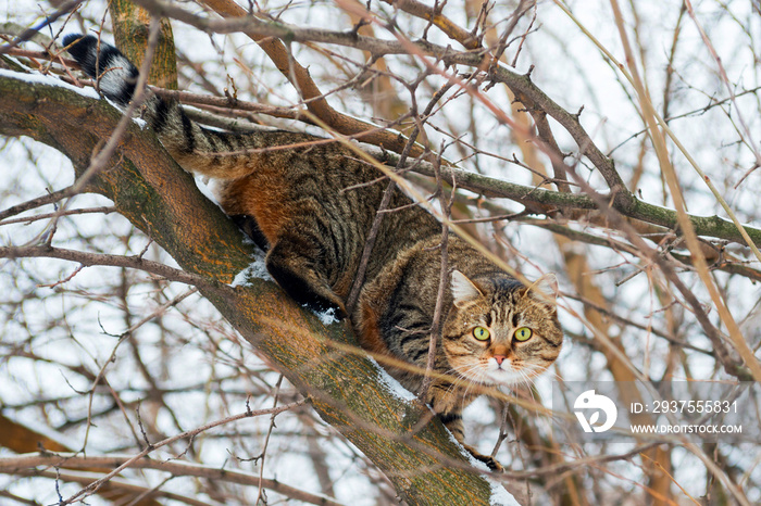 Cat climb on a branch on the tree. Adorable cat climb in the trees and going for the next hunt. Cat 