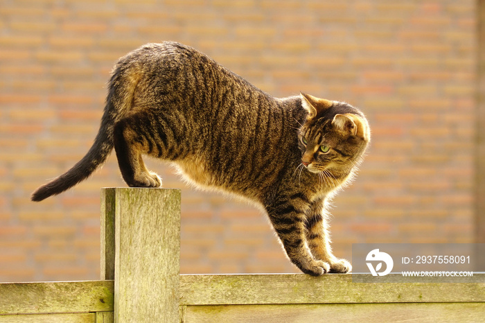 Tabby cat balancing on a fence