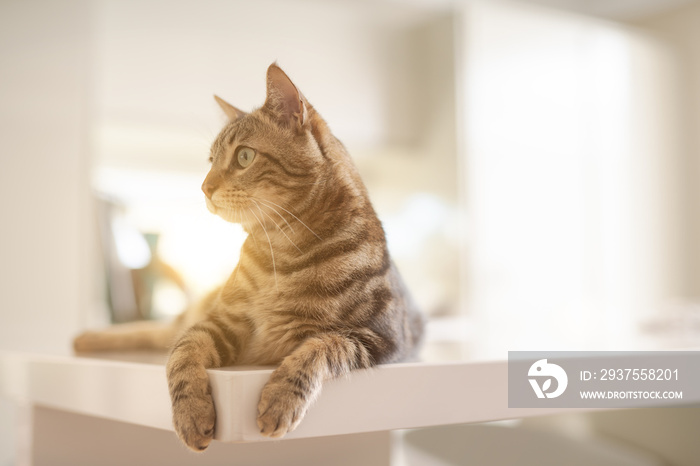 Beautiful short hair cat lying on white table at home