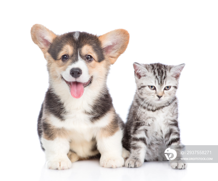 Funny corgi puppy with open mouth and sad tabby kitten together. isolated on white background